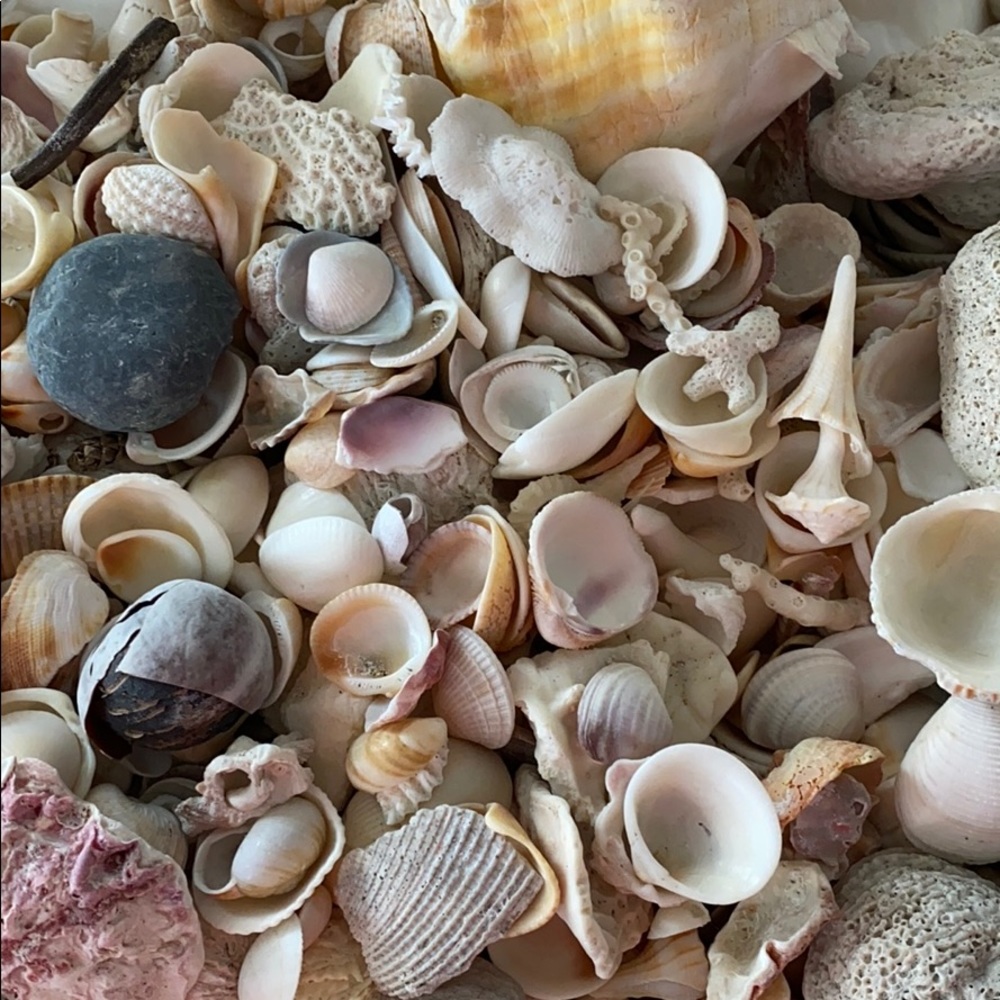 Meet your Posher, Liz